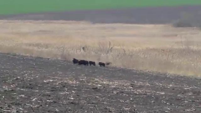Кабаны-Харьковская область дикие животные 2 смотреть онлайн