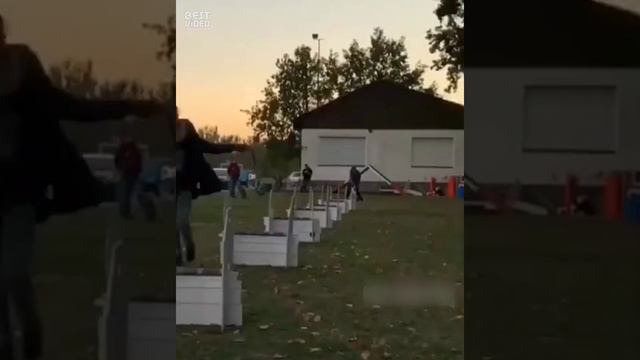 Барьеры? Какие такие барьеры? 🐶😃