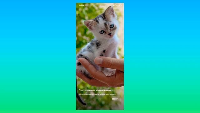 топ 5 котов. мау мур. смотреть онлайн