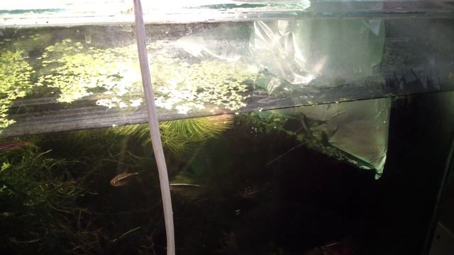 Адаптация рыбы к новому аквариуму. Обработка растений. смотреть онлайн