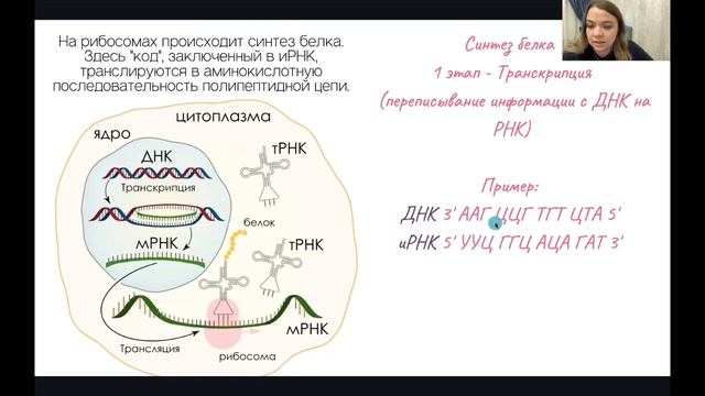 Нуклеиновые кислоты. Синтез белка