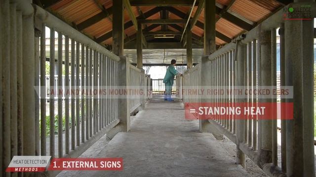 KNOWLEDGE PRODUCTS - Heat Detection in Swine смотреть онлайн