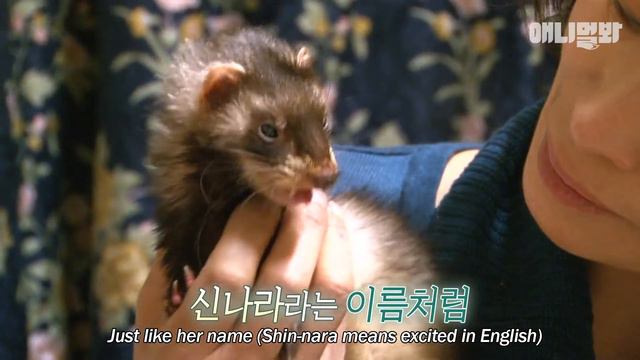 "주인님 날 버려줘서 고마워요" ㅣ Ferrets Say To Their Owner ＂Thank You For Abandoning Me＂ смотреть онлайн