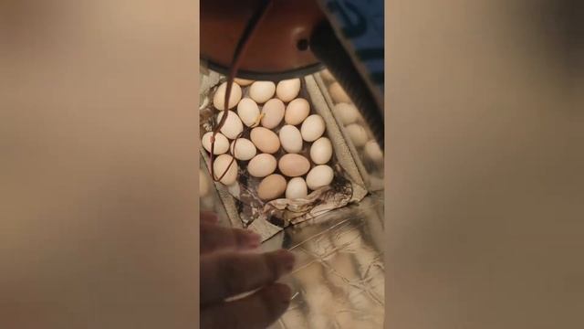 Дом.инкубатор- многое зависит от окружающего!!! смотреть онлайн