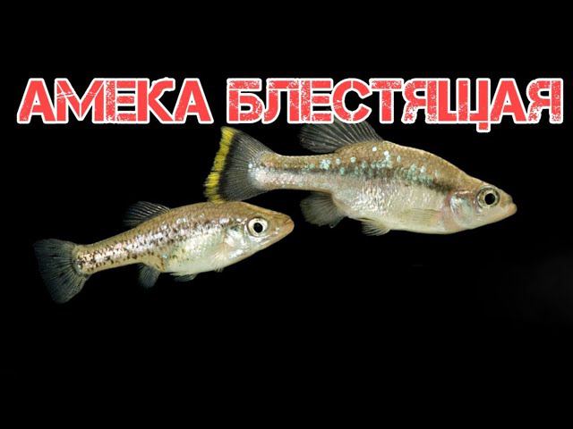 АМЕКА БЛЕСТЯЩАЯ. ЖИВОРОДЯЩАЯ АКВАРИУМНАЯ РЫБКА смотреть онлайн