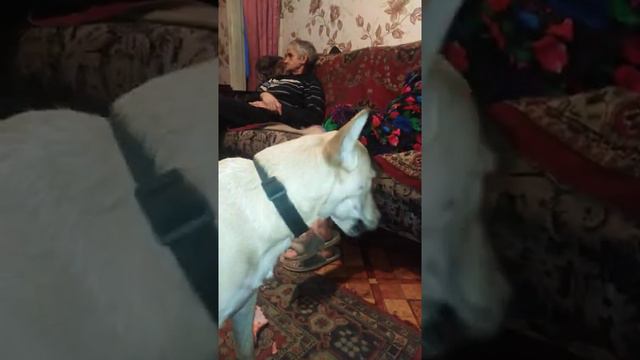 Волкособы встречают Новый год у друга. смотреть онлайн