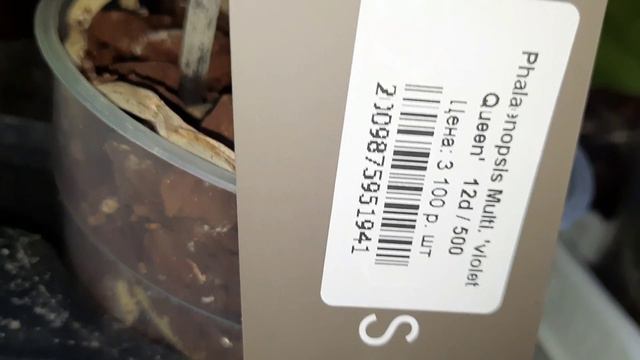 РОСТОК 2 .ОБЗОР ОРХИДЕЙ //15.03.24// смотреть онлайн