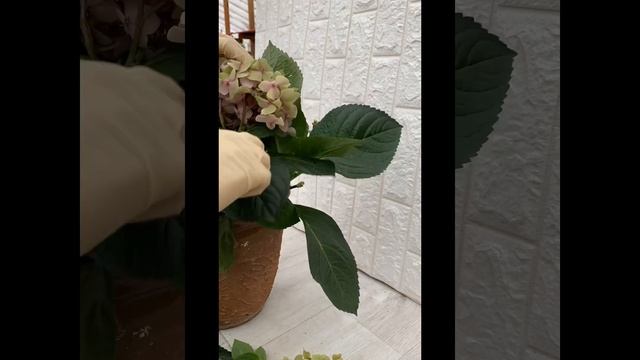 Зимовка крупнолистной гортензии в средней полосе России смотреть онлайн