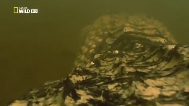 Anaconda Silent Killer смотреть онлайн