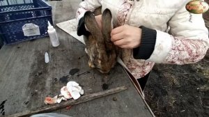 Лечим кроликов от ушного клеща. Эффективное и быстрое лечение.
