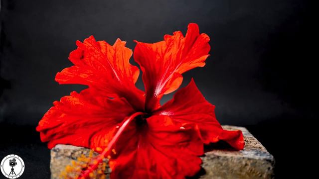 Hibiscus Flower Time lapse 4K смотреть онлайн