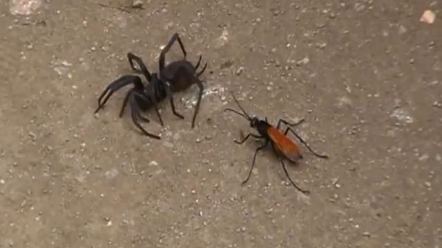 Wasp attacks tarantula at Machu Picchu смотреть онлайн
