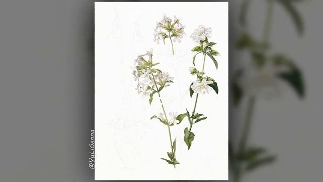 Botanical Watercolor 