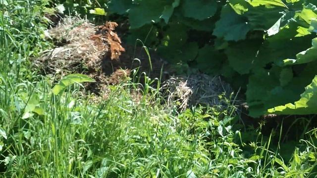 Белокопытник - очень крупные листья. смотреть онлайн