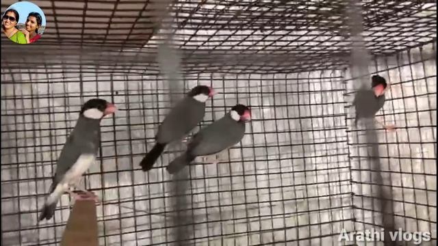 ജാവ കുരുവികൾ അറിയേണ്ടതെല്ലാം || java birds detailed video ||java finches ||malayalam || смотреть онлайн