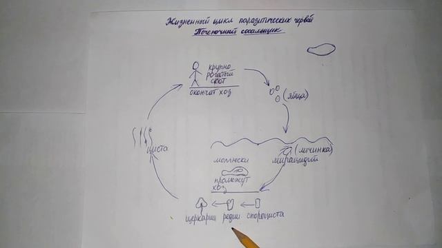 Жизненный цикл паразитических червей. Печёночный сосальщик. смотреть онлайн