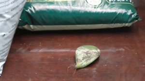 ДЕНЕЖНОЕ ДЕРЕВО Спасаем денежное дерево Подгнившие корни красулы Пересадка денежного дерева