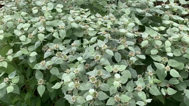 Nectar Native Plant: Blunt Mountain Mint (Pycnanthemum Muticum) смотреть онлайн