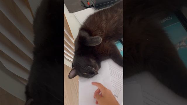 Что творится, Бэтмен я не понимаю, кот. Опять безобразничаешь? Животные