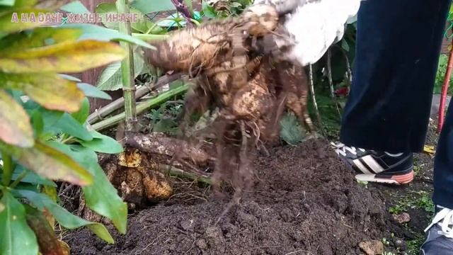 Готовим на хранение георгины и монтбрецию