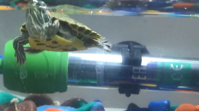 Красноухая водяная черепаха, 3-4 месяца #черепашка смотреть онлайн