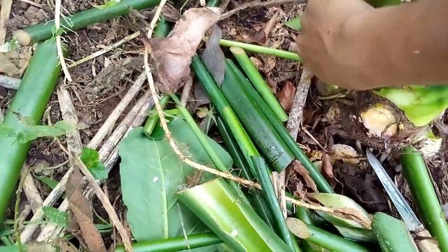 Panen Daun Talas Beneng Beserta Bibit Talas Beneng Pucuk Hijau | PROSES PANEN DAUN TALAS BENENG #08 смотреть онлайн