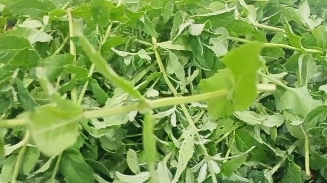 Готовлю вкусный чай из мяты|Часть 1. смотреть онлайн