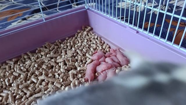 КРЫСА РОДИЛА ОЧЕНЬ МНОГО КРЫСЯТ. НОВОРОЖДЕННЫЕ КРЫСЯТА. ПОКУПКИ ДЛЯ ПИТОМЦЕВ :) смотреть онлайн