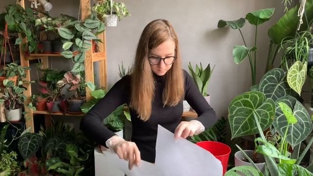 Антуриум Кларинервиум. Пересадка, уход