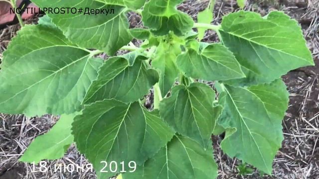 Итоги опытов по внесению листовых подкормок подсолнечника. 2019 смотреть онлайн