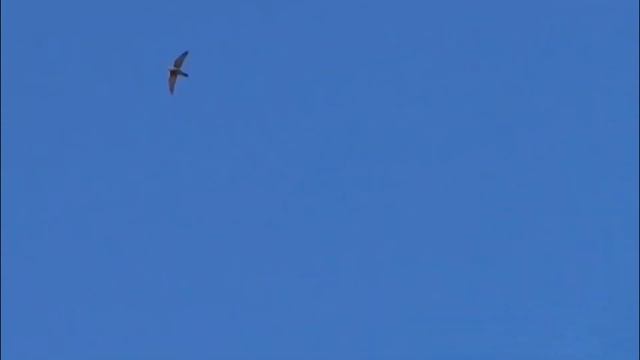 Что поделать Жизнь как вода А голуби как Мяса Сапсан,water And pigeons are like Meat PeregrineFalco смотреть онлайн