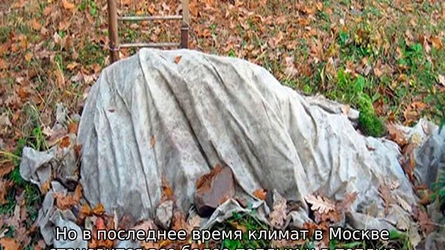 Какие розы самые неприхотливые и зимостойкие для Подмосковья смотреть онлайн