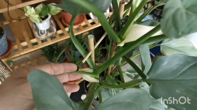 Matured Form Philodendron Hastatum Silver Sword смотреть онлайн