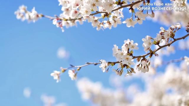 О ЛЮБВИ К СЕБЕ | О ЛЮБВИ К СВОЕЙ ПРИРОДЕ | ЧЕННЕЛИНГ-ПОСЛАНИЕ смотреть онлайн