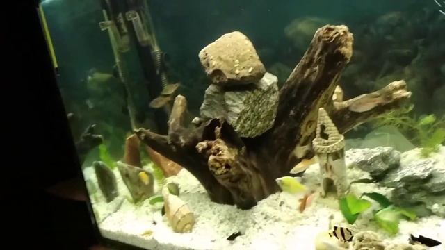 Коряга в аквариум, всплывает, придавить камнем