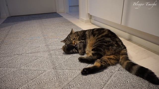 Смешная реакция кота на дёготь; Cat's Funny Reaction To The Pine Tar