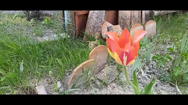1 Мая . Шашлыки смотреть онлайн