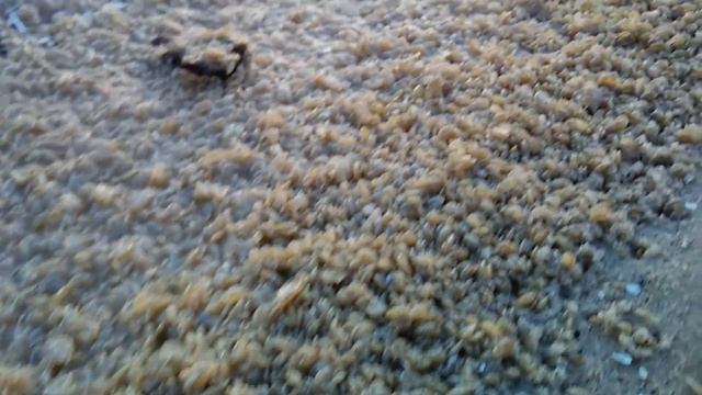 Мелкие речные рачки GAMMARUS на Днепре смотреть онлайн