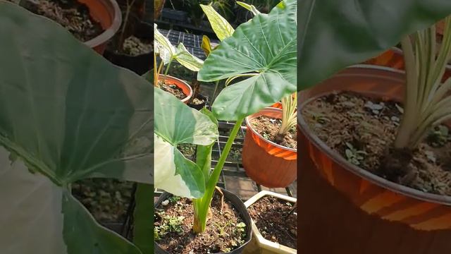 ráy đột biến một thú chơi mới đang rất hót trên thị trường quốc tế mời các bác tham khảo смотреть онлайн