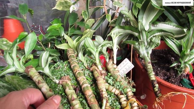 Результат укоренения черенков моей вытянувшейся ДРАЦЕНЫ - компакты. Черенки на продажу. смотреть онлайн