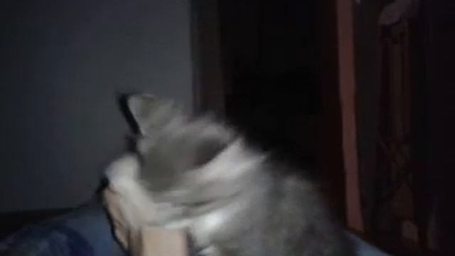 Как я издеваюсь над кошкай)) смотреть онлайн