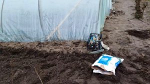 Весенняя посадка малина. Малиновое дерево Таруса.