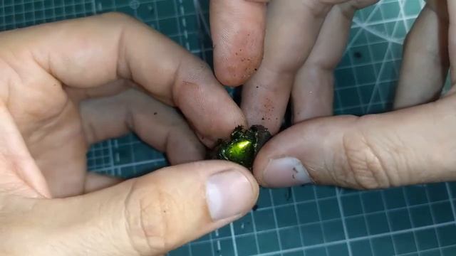 Бронзовка гладкая (Protaetia Speciosissima / Protaetia aeruginosa) смотреть онлайн