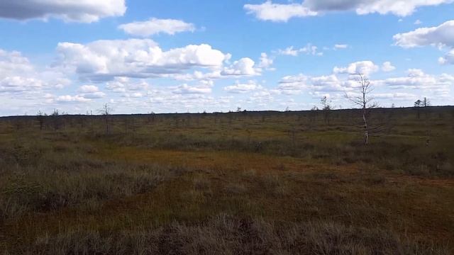 [#SWAMPRUNNER | №1] МАЛУКСИНСКИЙ МОХ | Панорама центра болота смотреть онлайн