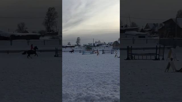 Конкур по молодым лошадям. Лошадь :орловский рысак . Алтайский принц. Масть вороная.ОптимусПрайм смотреть онлайн