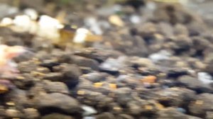 Отоцинклюс Аффинис Креветки Кристаллы Блю Дримы