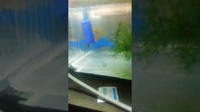 медная тетра. парный нерест смотреть онлайн