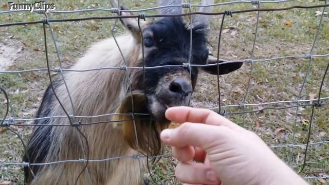 Goats making Funny faces - Funny Goat Compilation смотреть онлайн