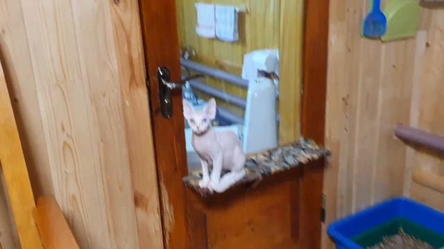 Питомник котов Девон- Рекс, обычный будний день) смотреть онлайн