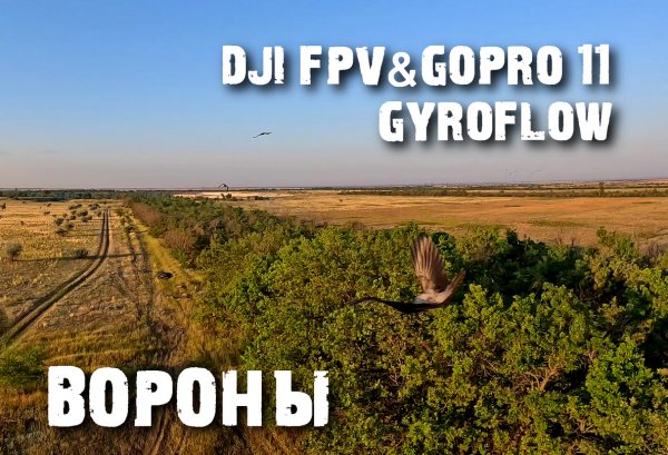 DJI FPV&GoPro11 и вороны
